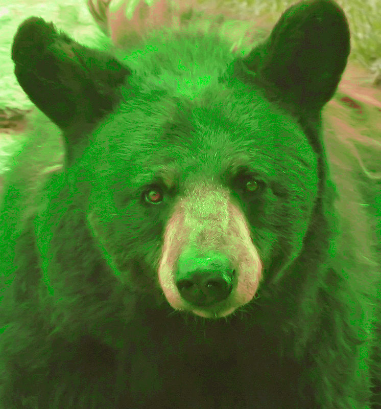 disbear-vi.jpg