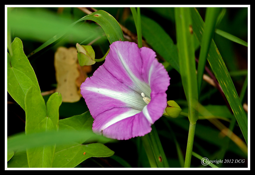 Hedge-Bindweed-06-11-01cr-XL.jpg
