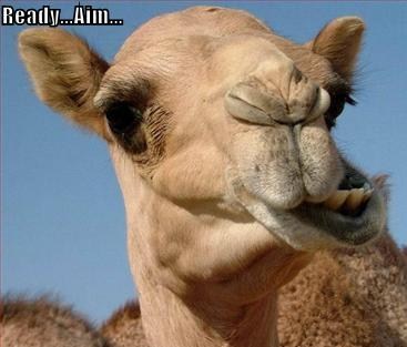 Spitting-Camel.jpg