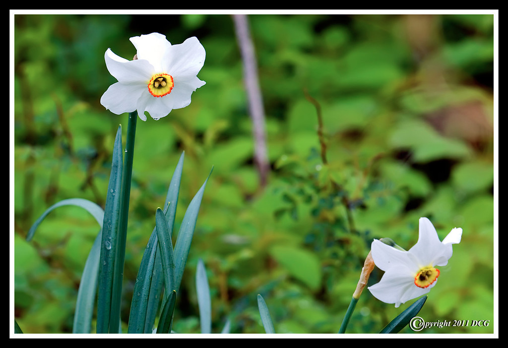 Daffodil-05-16-02acr-XL.jpg