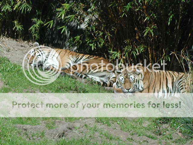 JungleTrek-tigers2.jpg