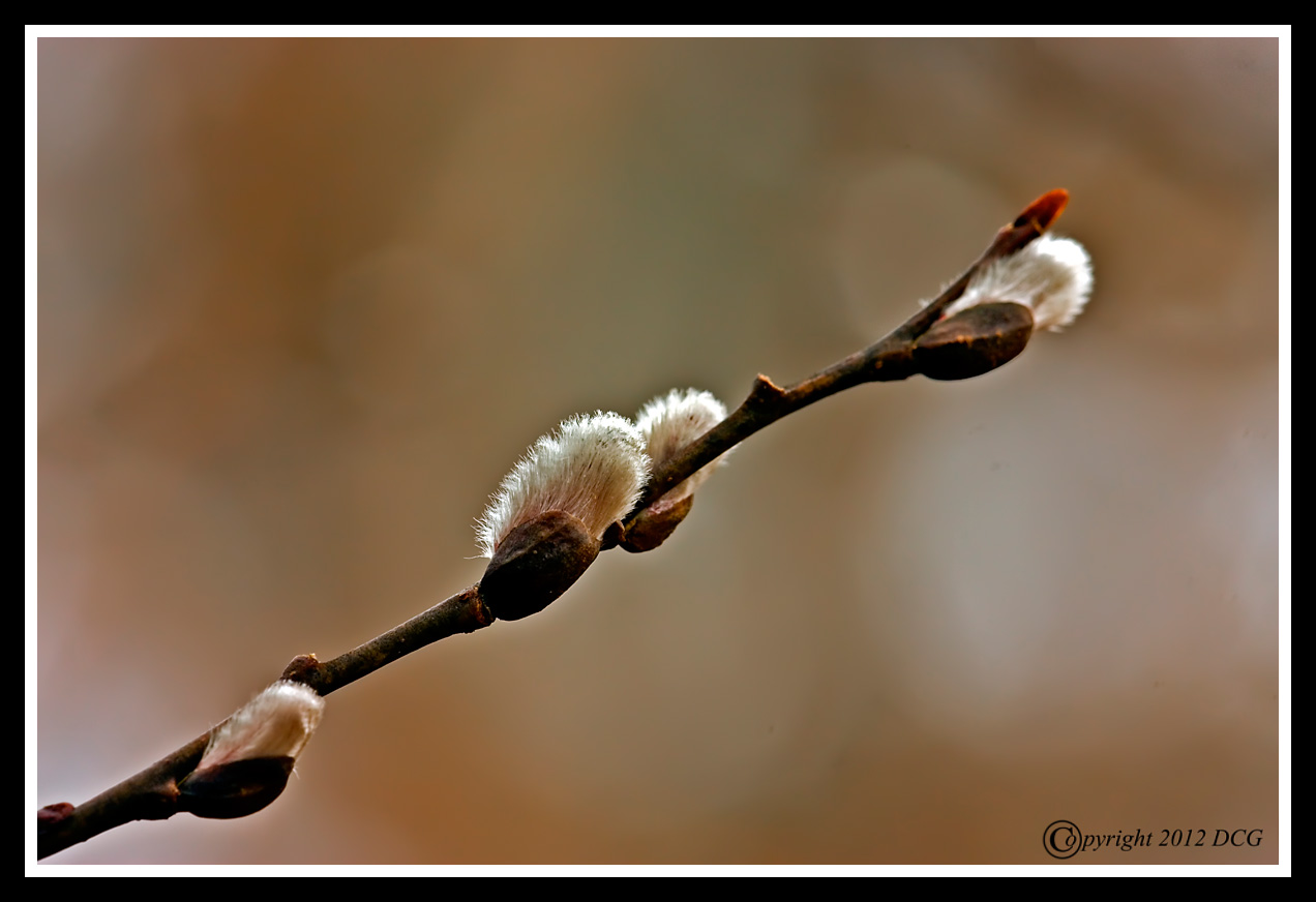 Willow-02-29-03cr-X2.jpg