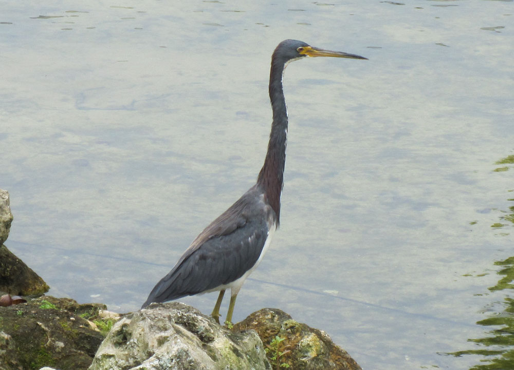 eptricoloredheron.jpg