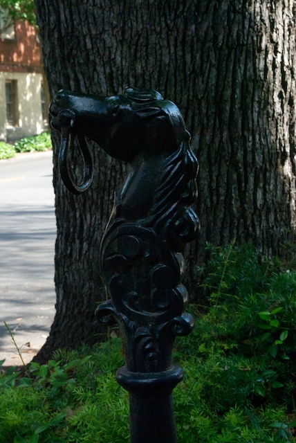 savannah-26.jpg
