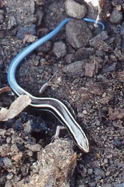 blue_tail.jpg