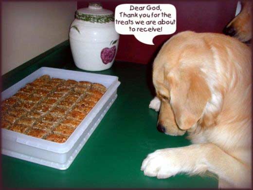 dogpray.jpg