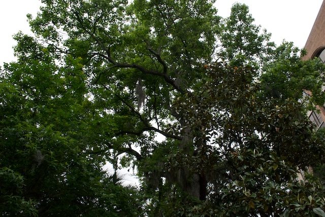 savannah-6.jpg