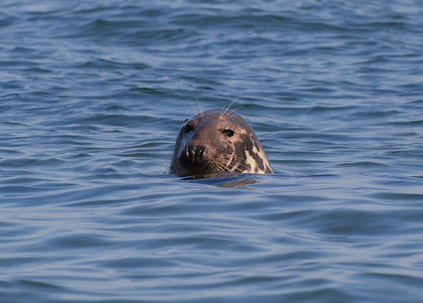 DSC5646Cape-Cod-1-M.jpg