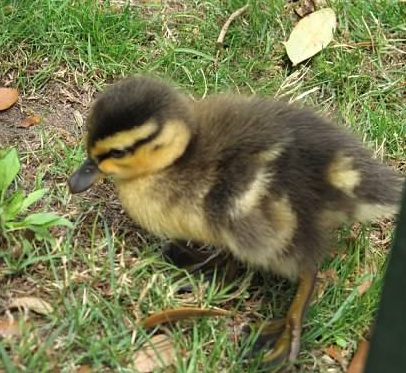 ducks1b.jpg