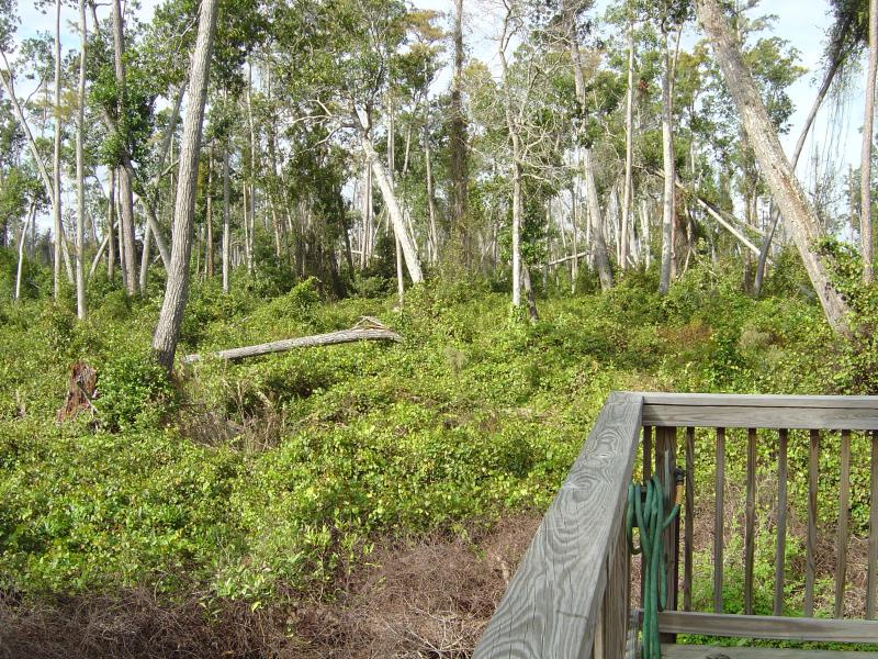 ft-wilderness-woods.jpg