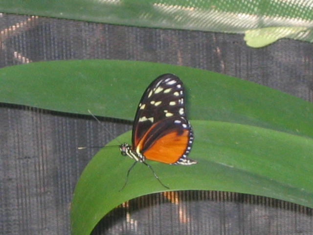 butterfly6.jpg