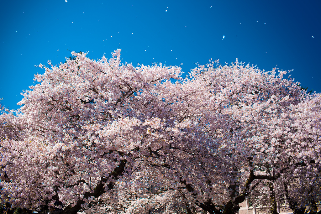 sakura-28-XL.jpg