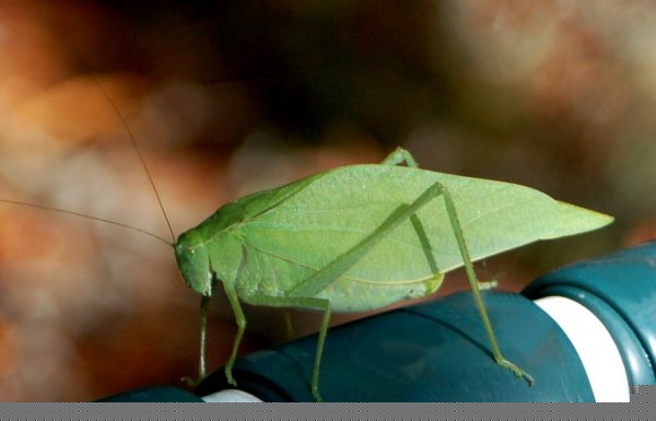leaf2t.jpg