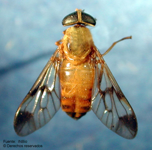 Diachlorusferrugatuscostarica.png