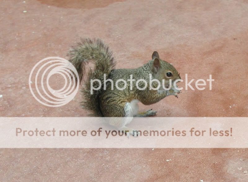 EpcotSquirrel2.jpg