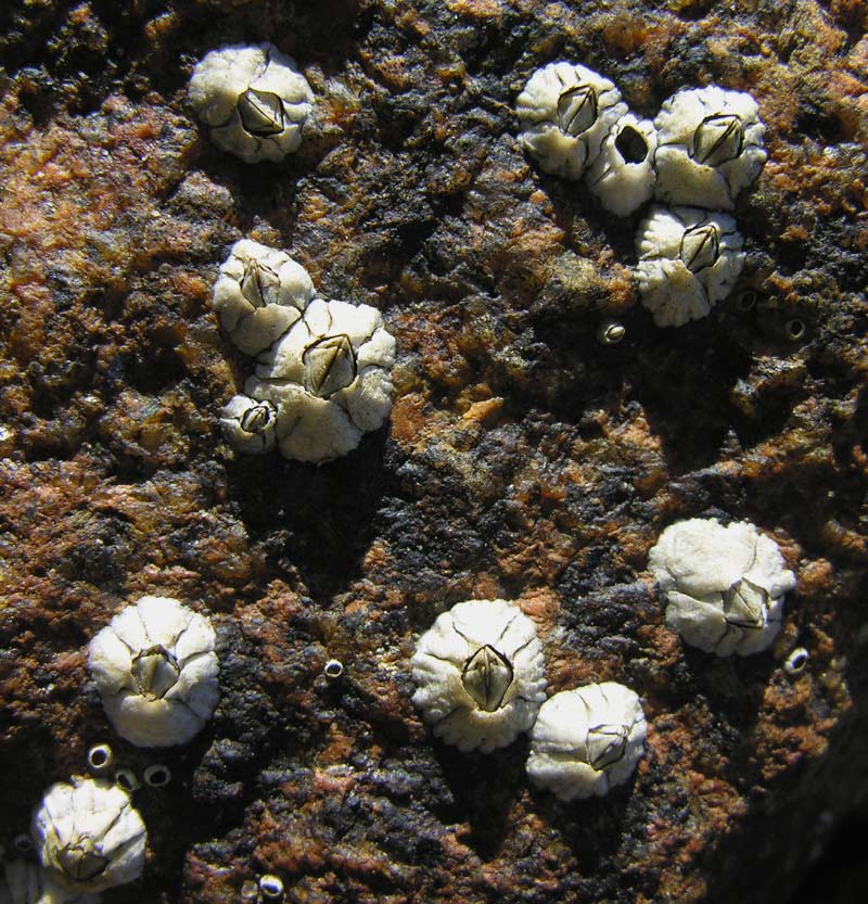 barnacle-large.jpg