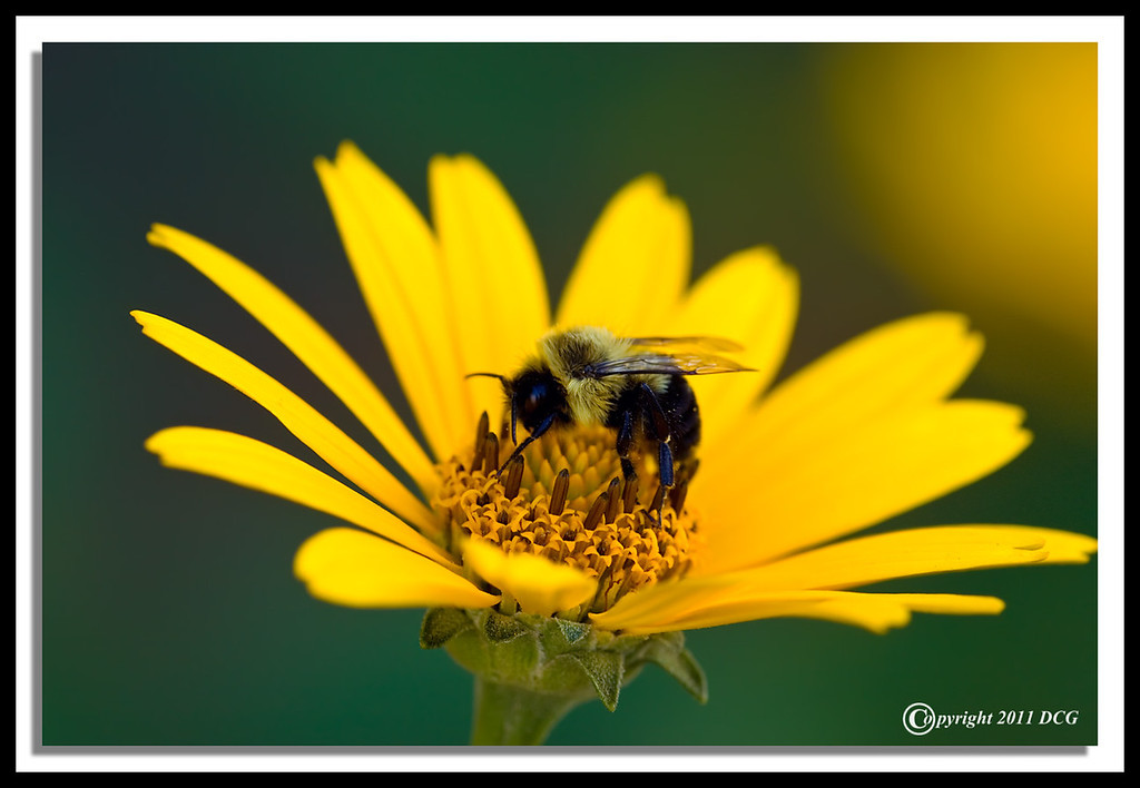 Bubblebee-07-31-02cr-XL.jpg