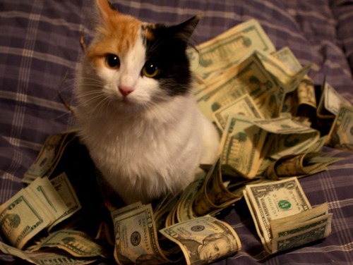 tumblr_lgmzadkrmf1qgn992o1_500.jpg