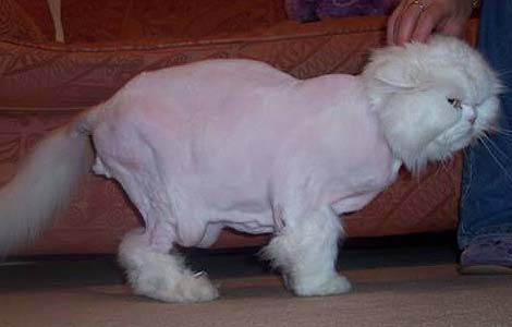 shaved_cat_2005_gallery_01_470x300.jpg