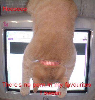 1208551186-4252mynewcat.jpg