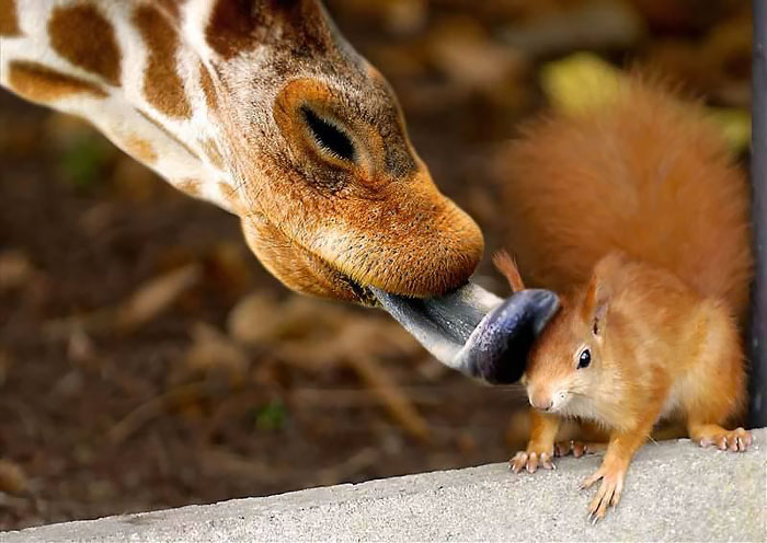 cute-squirrel-photography-100__700.jpg
