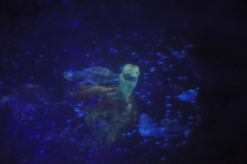 585396928_N3tCk-L.jpg