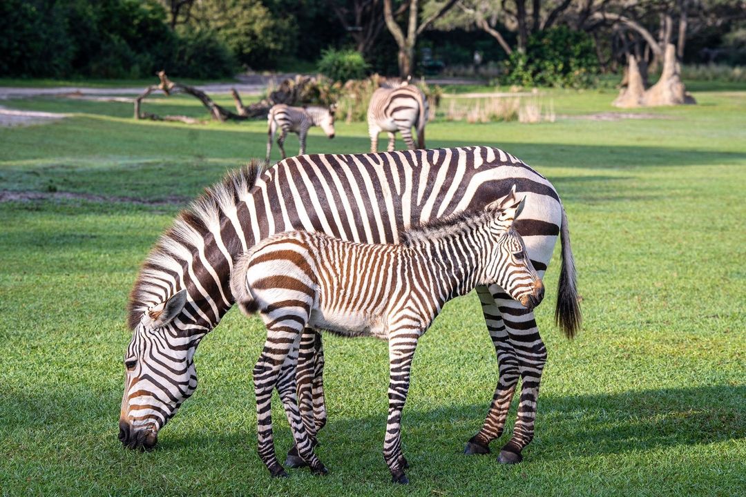 dak baby zebras 3