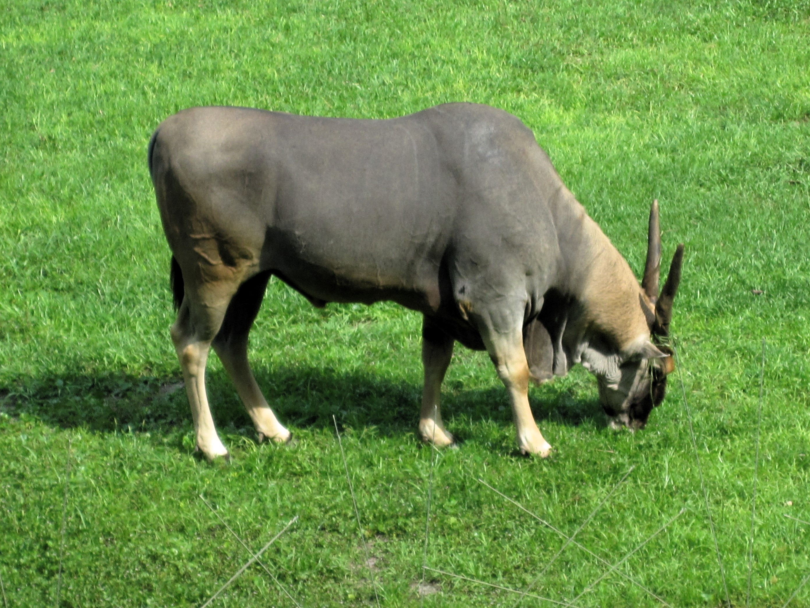 IMG-3090.jpg