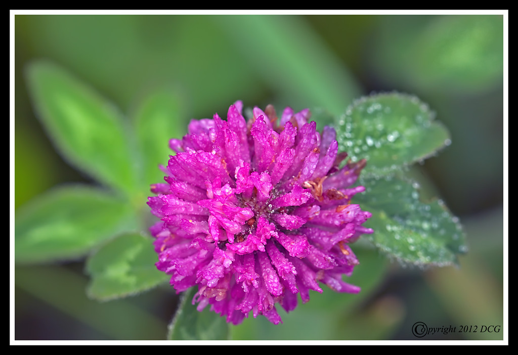 Pink-Clover-05-29-01cr-XL.jpg