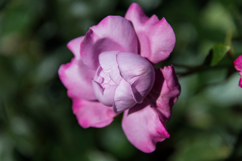DSC_2777-L.jpg