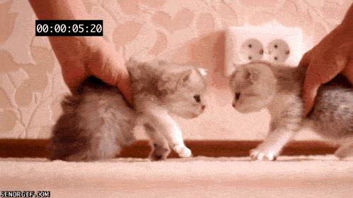 tumblr_lnz4lqdOmC1qzf9gso1_500.gif