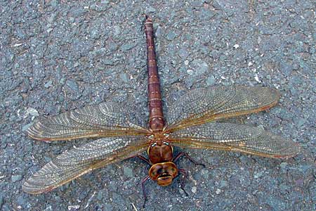 dragonfly.jpg