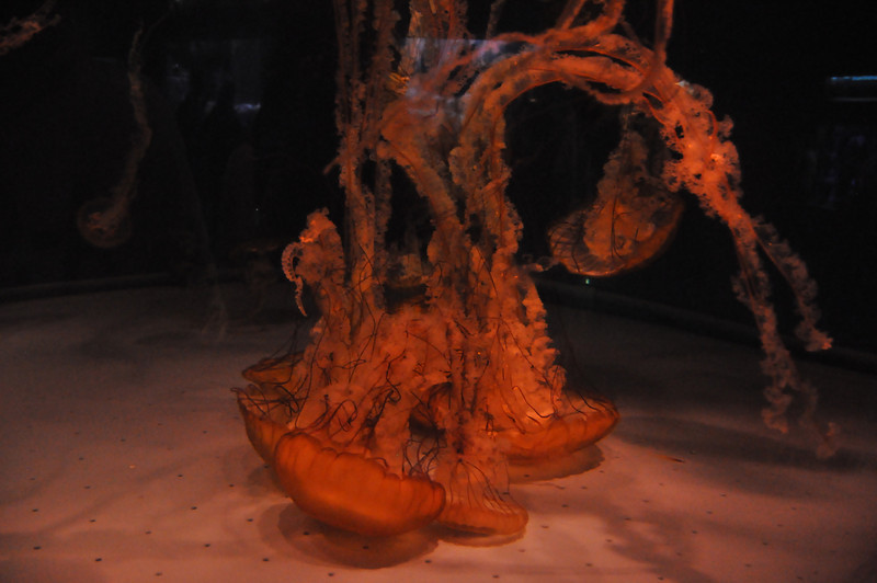 600369648_QT8oV-L.jpg