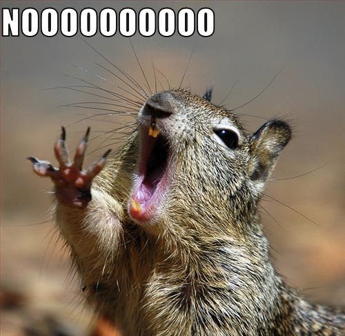 squirrel-nooooooo.jpg