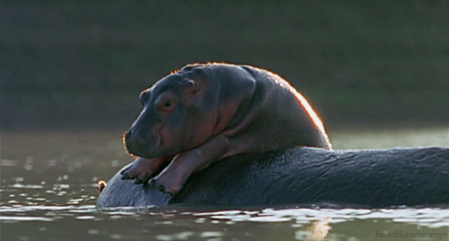 baby-hippo-gif.gif