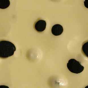 bg_swisscheese_310.jpg