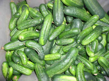 pickles.jpg