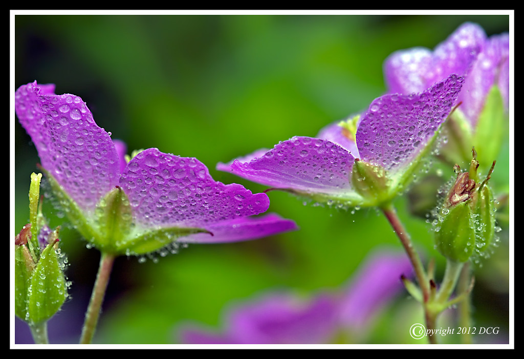Wild-Geranium-05-29-02cr-XL.jpg