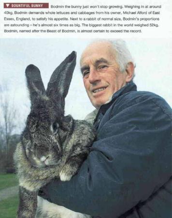 giantrabbit2_small.jpg