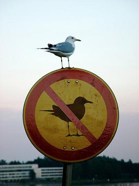 ignore%20signs.jpg