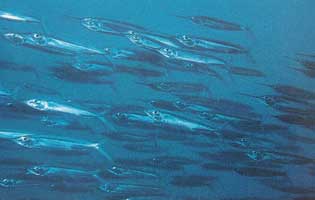 needlefish.jpg