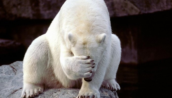 embarrassed-bear.jpg