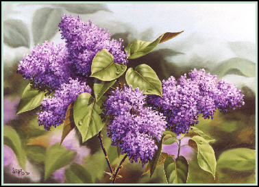lilacs.jpg