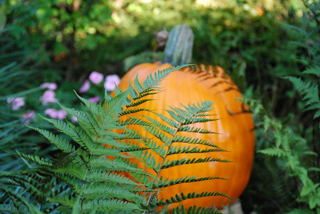 DSC_0055.JPG