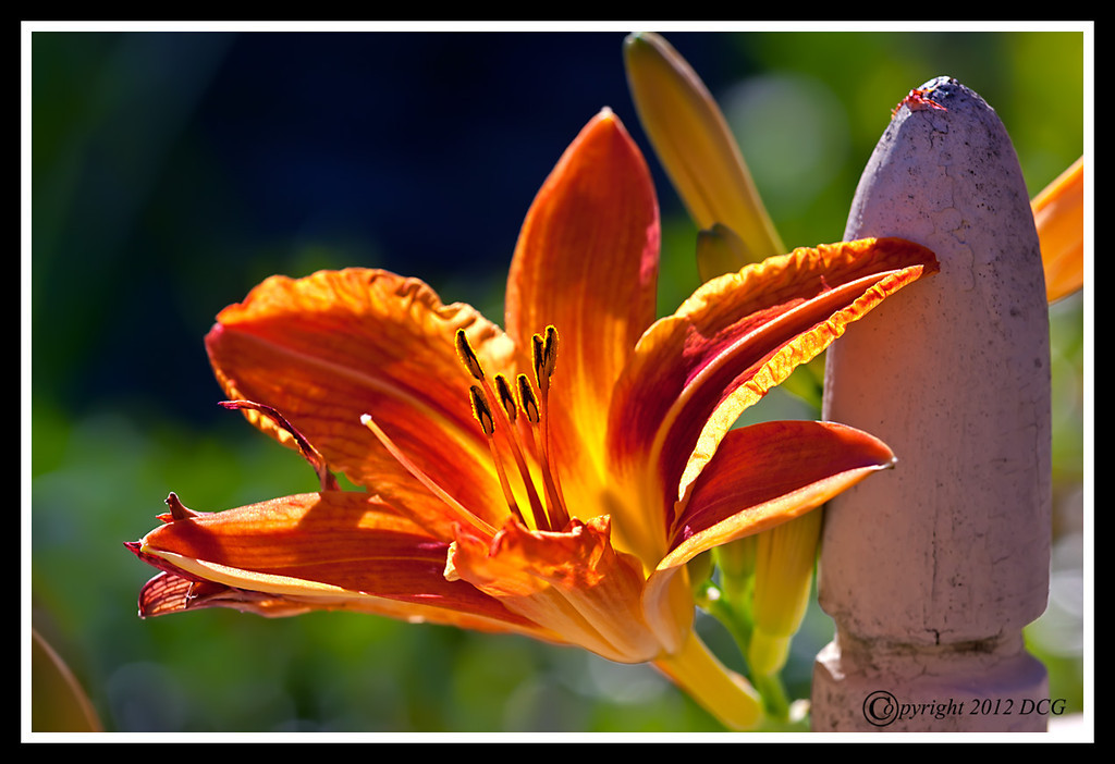 Lily-06-30-07cr-XL.jpg