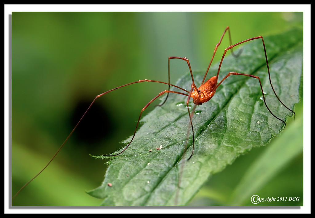 Daddy-longlegs-06-14-01acr-XL.jpg
