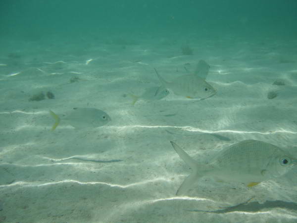 DSCF1153.JPG