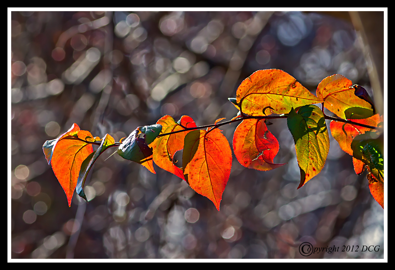 Autumn%20Leaf-11-15-01cr%20-X2.jpg