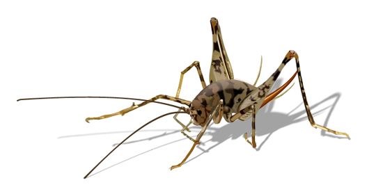 camel_cricket.jpg
