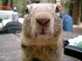 mr-squirrel-350pix.jpg